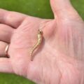 Cornicello Horn in 9ct Gold